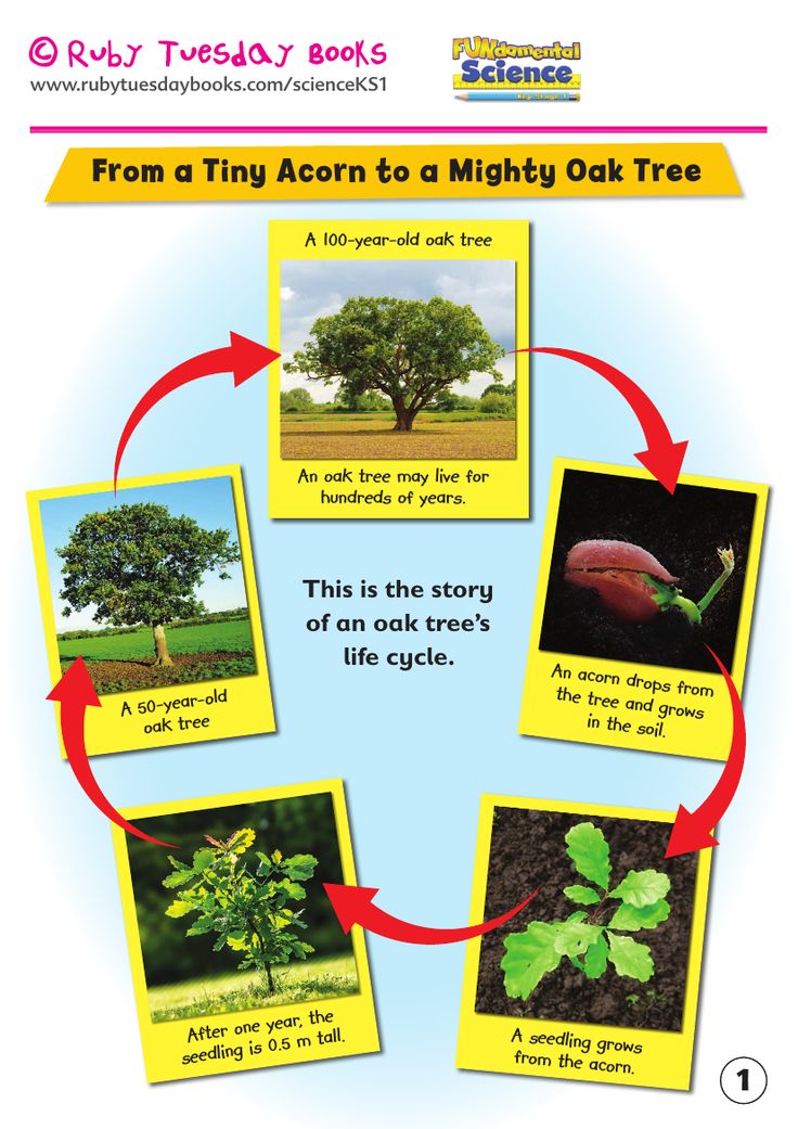 KS1 Science Plants life cycle of an oak tree by RubyTuesdayBooks