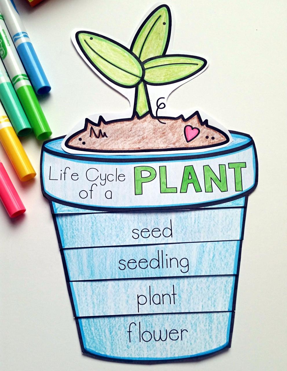 PLANTS Life Cycle craft. Part of a Full PLANTS Unit Plan for K1