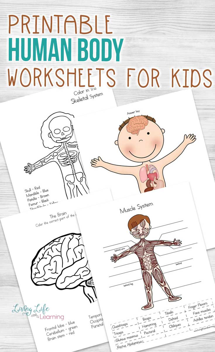 Kindergarten Science Worksheets Human Body