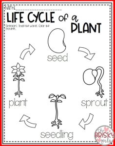 Plants All About Plants, Plant Life Cycle, Seed to Plant (Take Home
