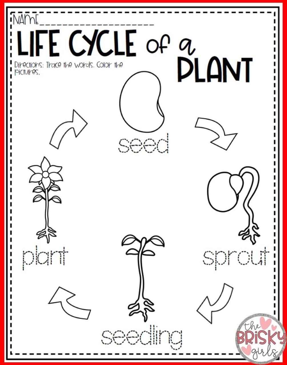 Life Cycle Of A Plant Lesson Plan For Kindergarten