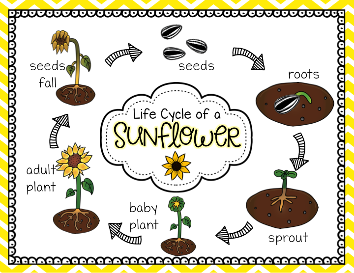 Life Cycle Of A Plant Ks1