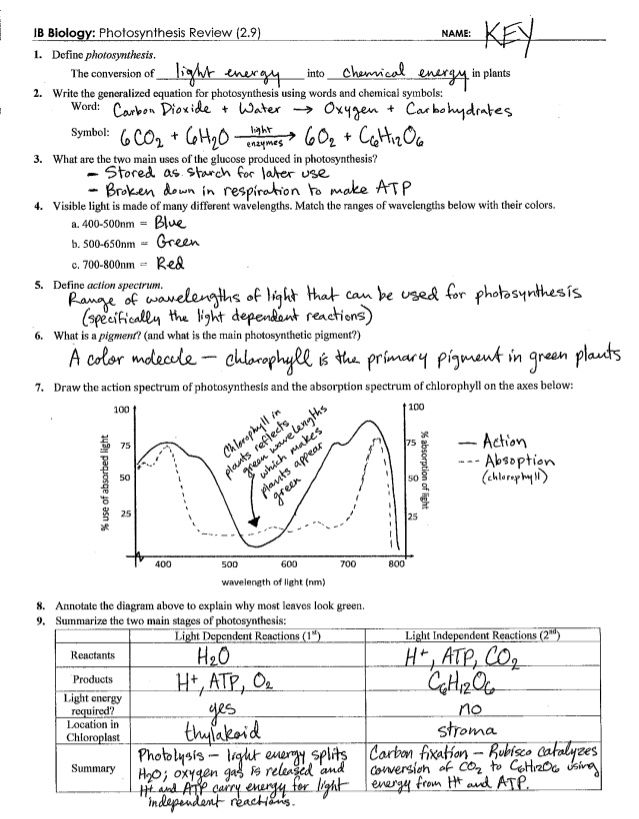 Biology Photosynthesis Review Worksheet