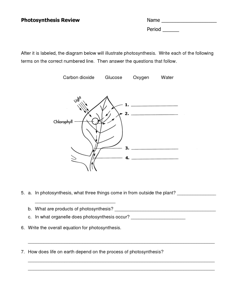 Biology Photosynthesis Worksheet Answers