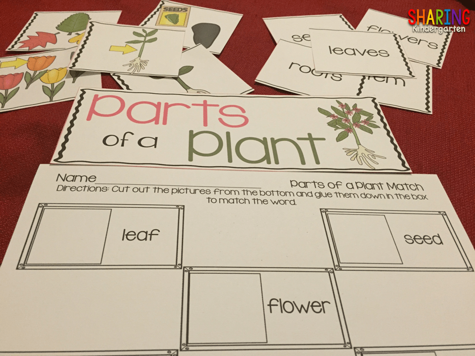 Parts Of A Plant Game For Kindergarten