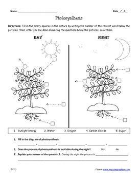 Printable Photosynthesis Worksheet Pdf