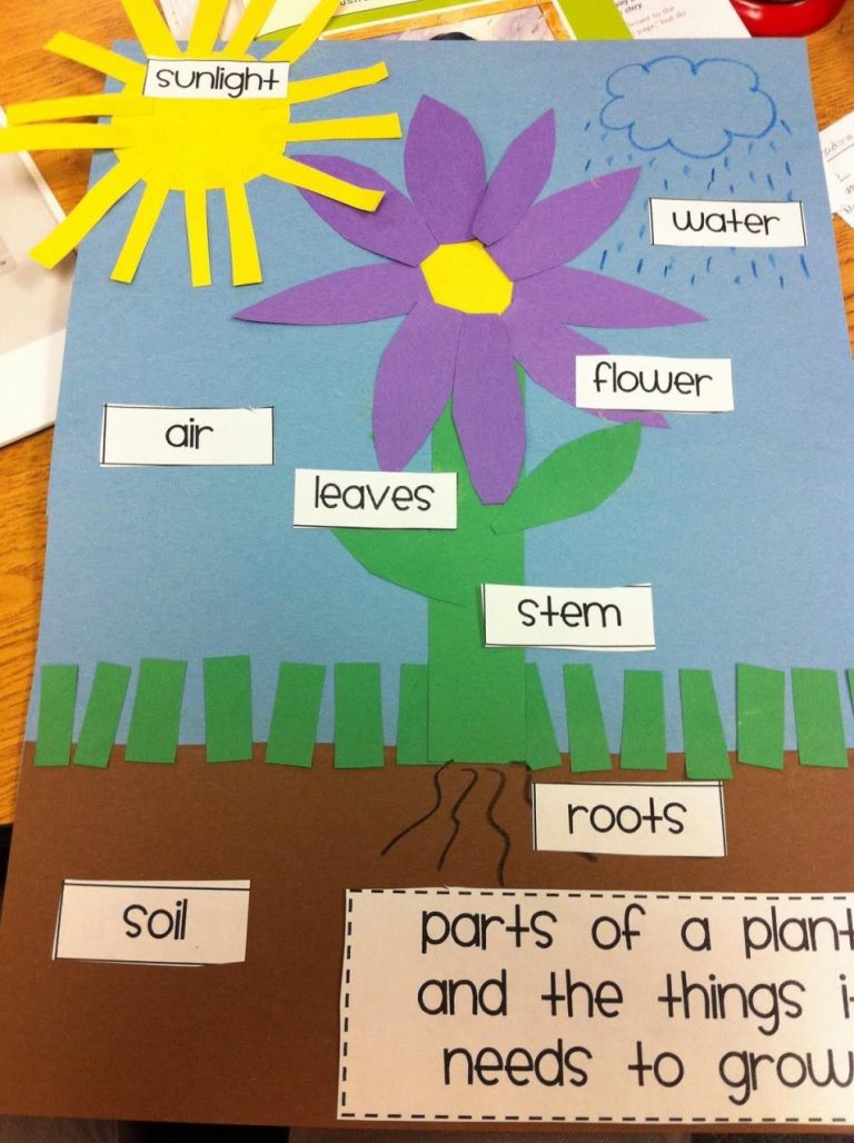 Parts Of A Plant Craft For Kindergarten
