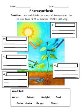 3rd Grade Photosynthesis Worksheet Grade 3
