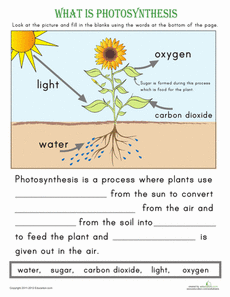 Easy Photosynthesis Worksheet For Kids