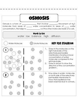 Diffusion And Osmosis Worksheet 7th Grade Pdf