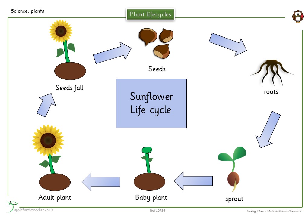 Life Cycle Of A Flower Apple For The Teacher Ltd