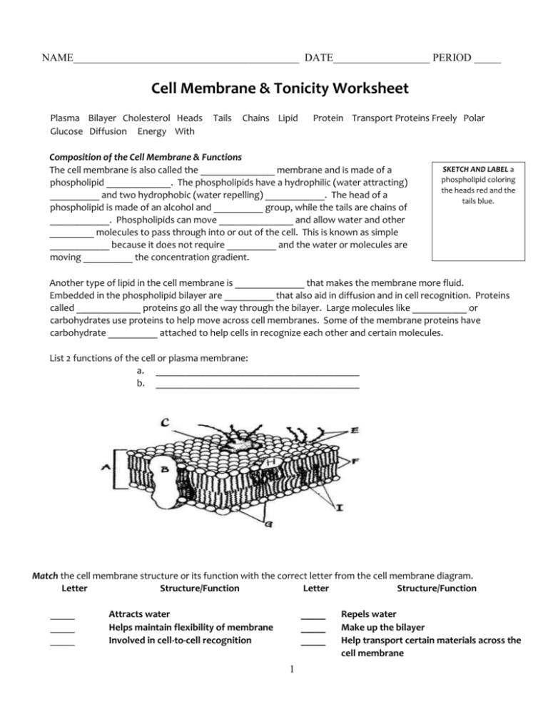 List Of Cell Membrane And Transport Coloring Worksheet Answers 2022
