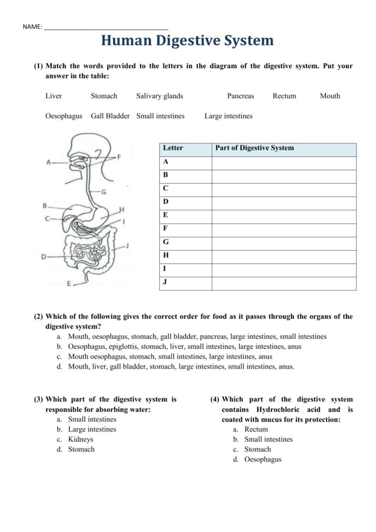List Of Digestive System Coloring Worksheet Answer Key 2022