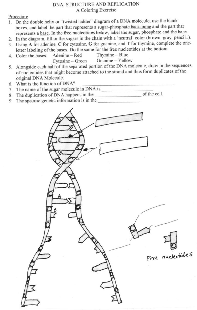 Incredible Double Helix Coloring Worksheet Answer Key References