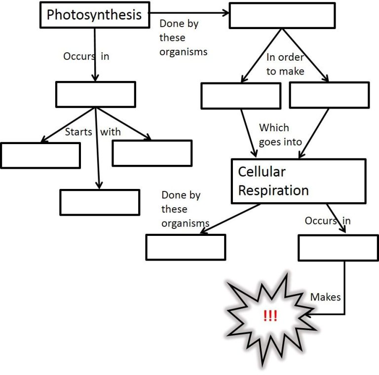 Answer Key Cellular Respiration Diagram Worksheet