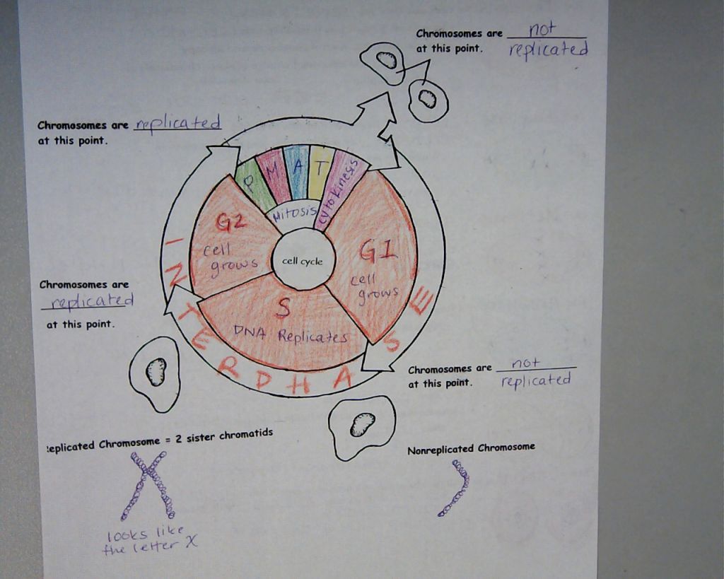 List Of The Cell Cycle Coloring Sheet Answer Key 2022