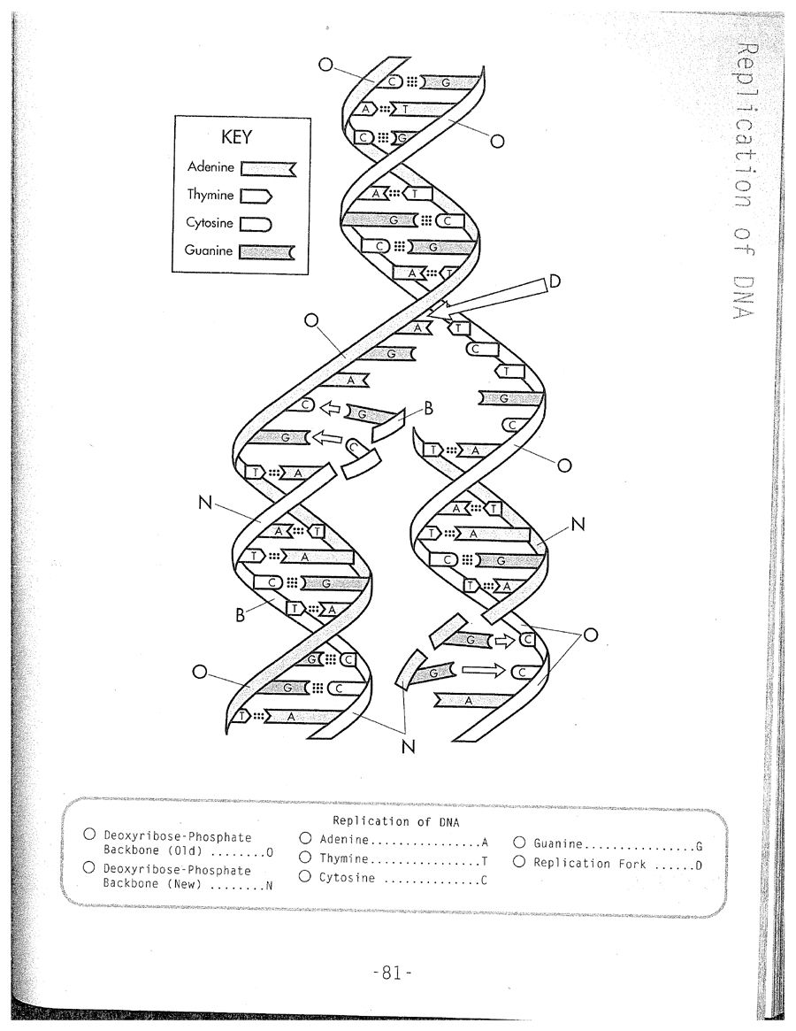 List Of Dna Replication Color Worksheet Answers Ideas