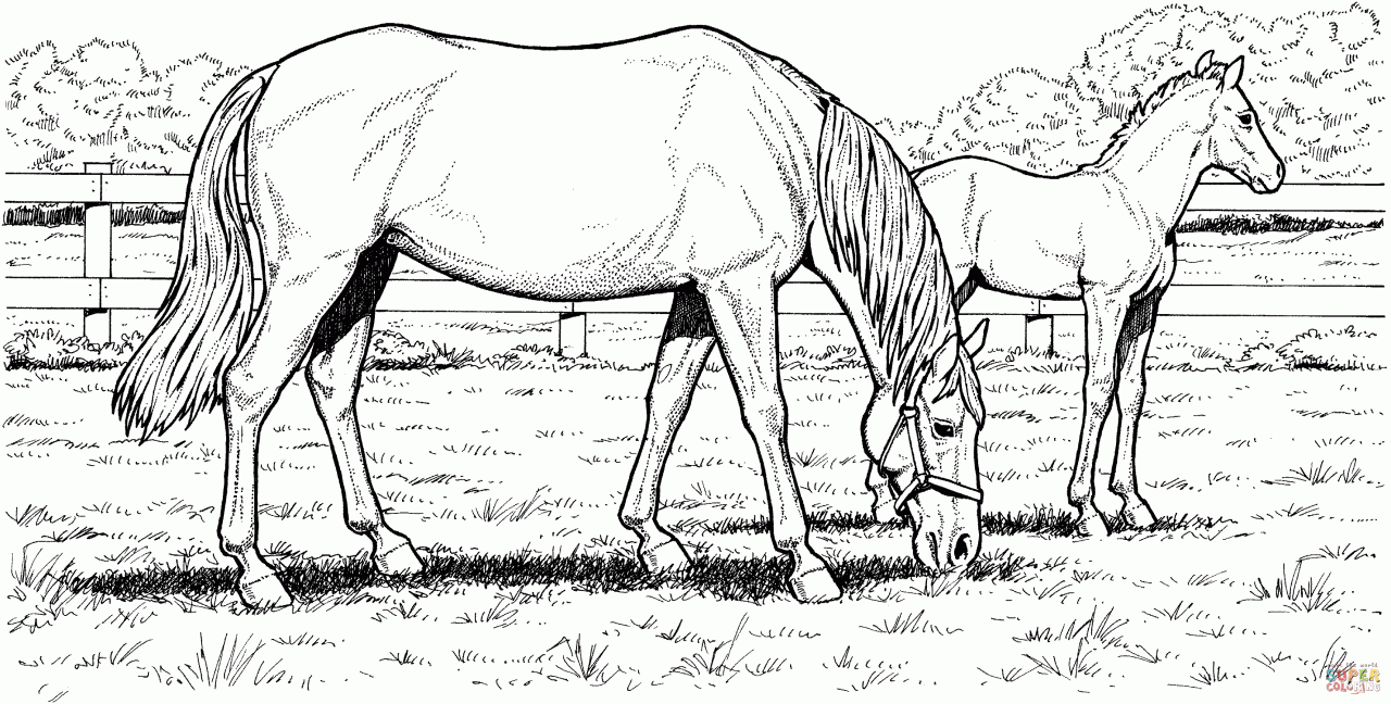 List Of Horse Coloring Pages Free Printable References