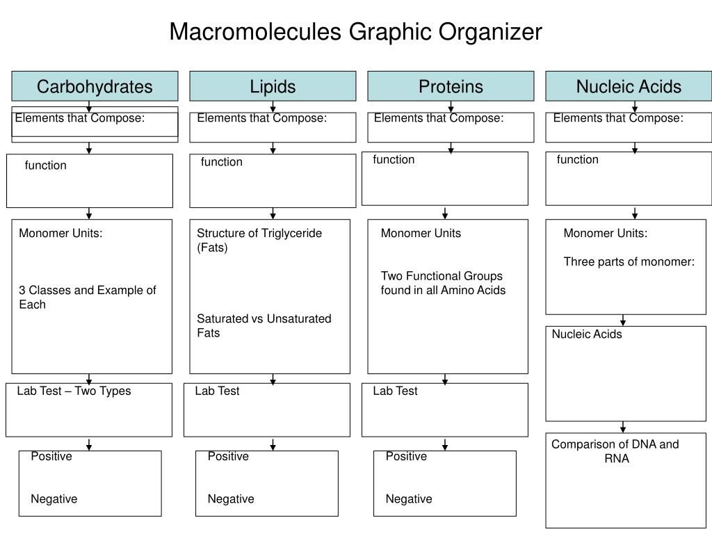 Biomolecules Macromolecules Worksheet Answers