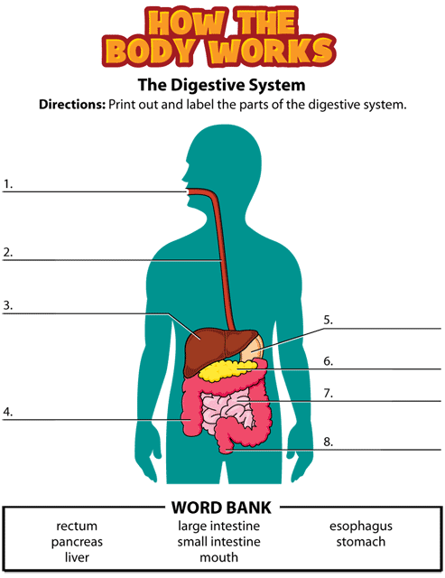 Grade 3 Digestive System Worksheet Pdf