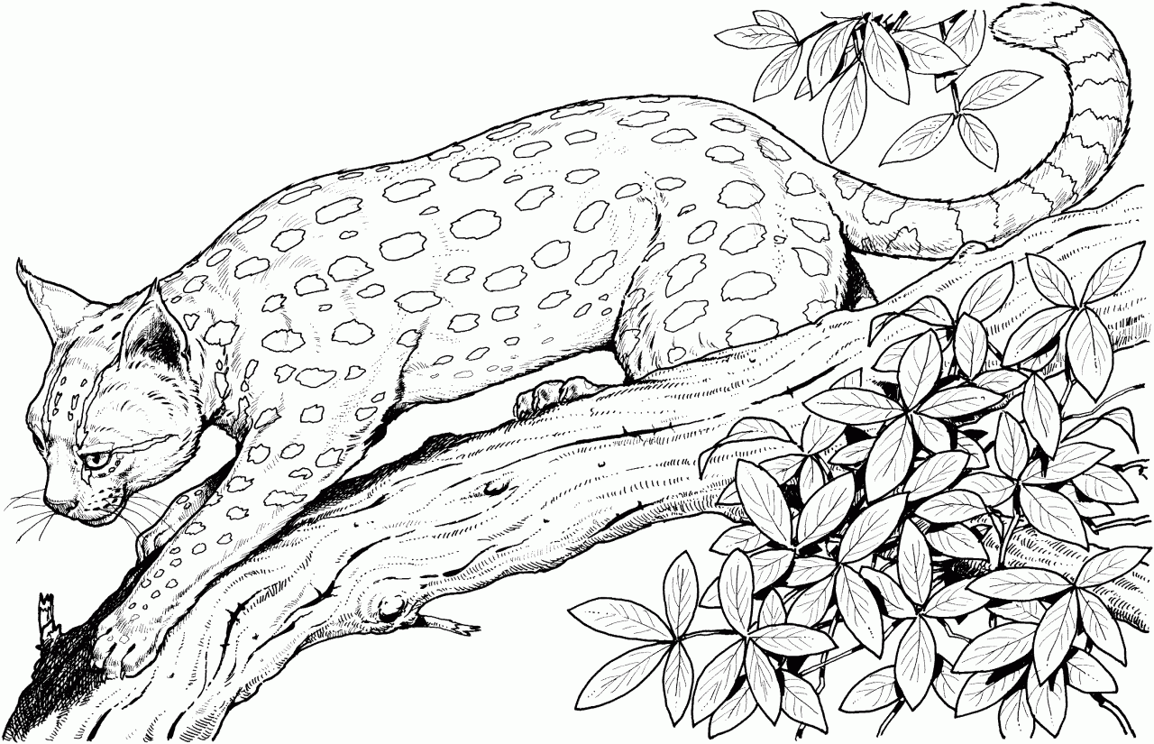 +13 Coloring Pages Printable Animals Ideas