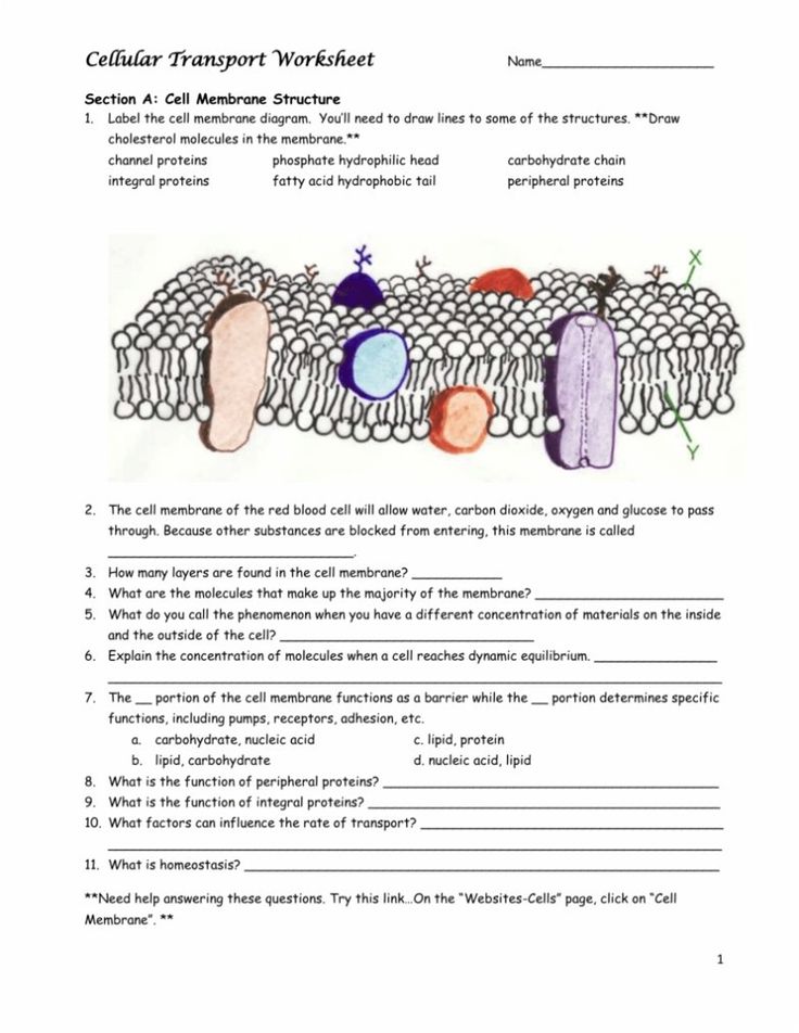 +10 Cell Membrane Coloring Sheet 2022