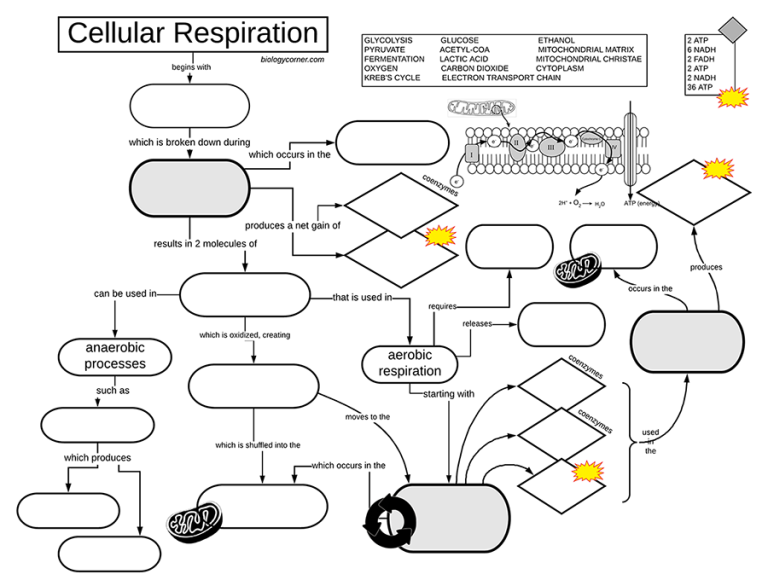 Worksheet Cellular Respiration Graphic Organizer Answer Key