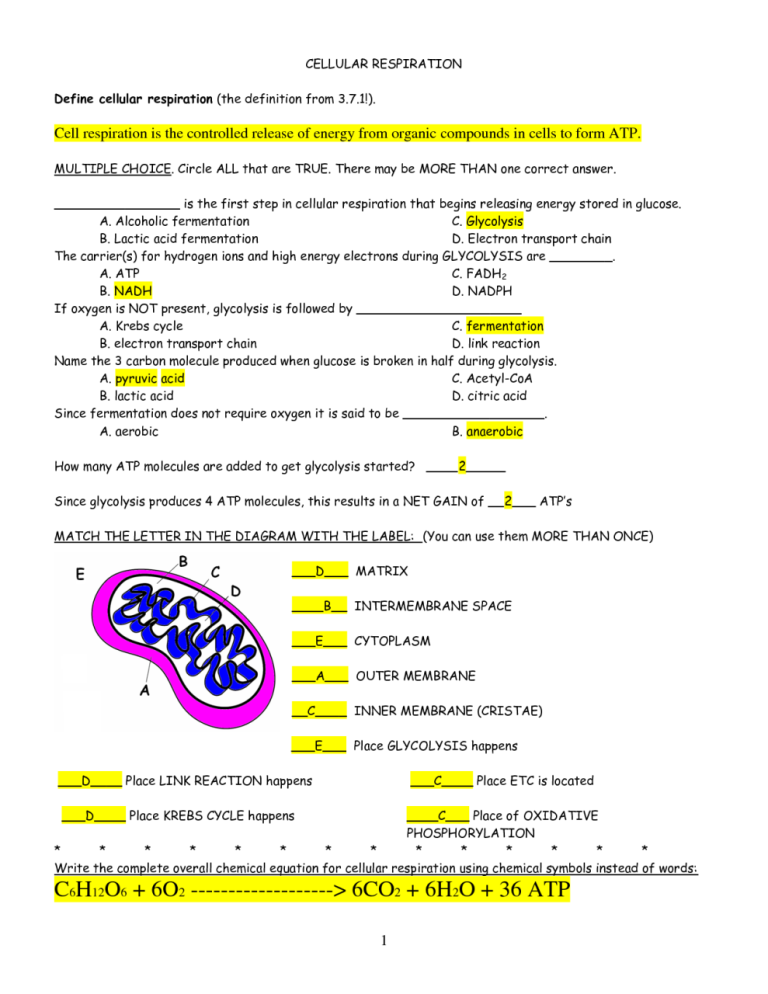 Cellular Respiration Worksheet Answers Key Fill In The Blank