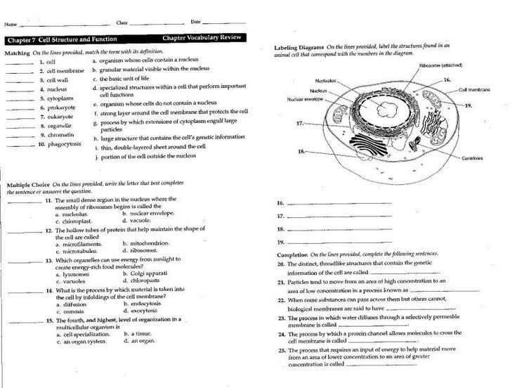 Review Of Cell Membrane Coloring Sheet Answer Key 2022
