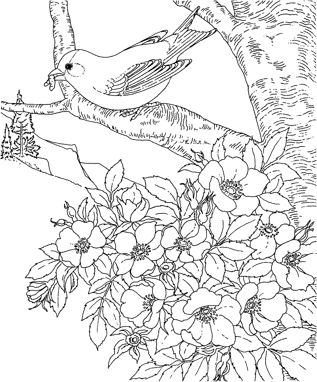 +20 Coloring Pages Of Flowers And Birds Ideas