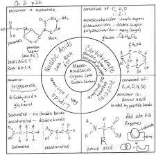 Macromolecules Review Worksheet For Biology