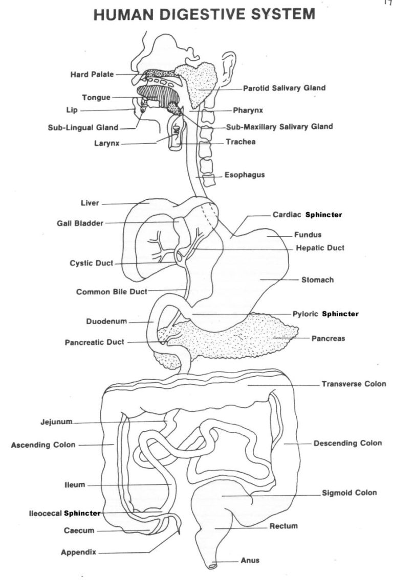 Human Digestive System Worksheet Pdf