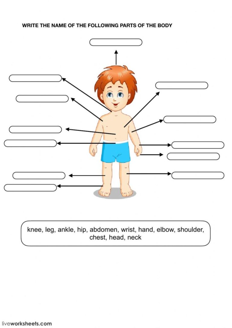 Review Of Science Worksheet For Kindergarten Parts Of The Body Ideas
