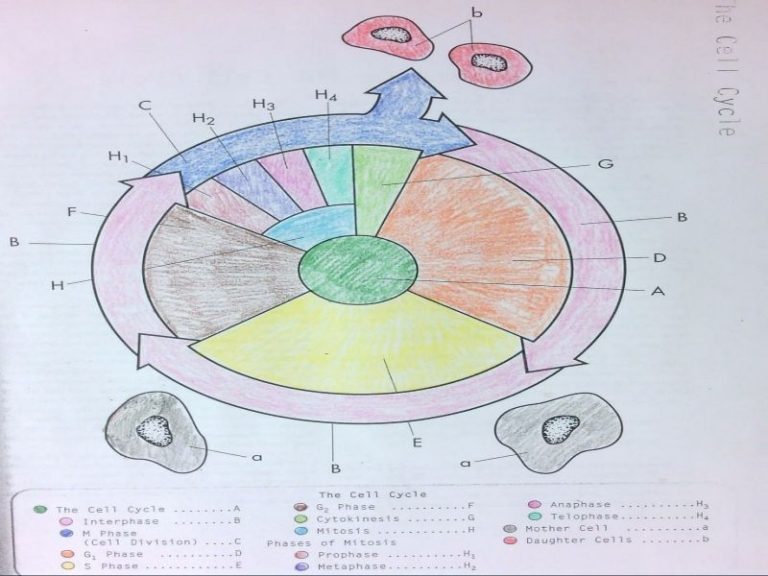 +10 The Cell Cycle Coloring Worksheet Answers Ideas