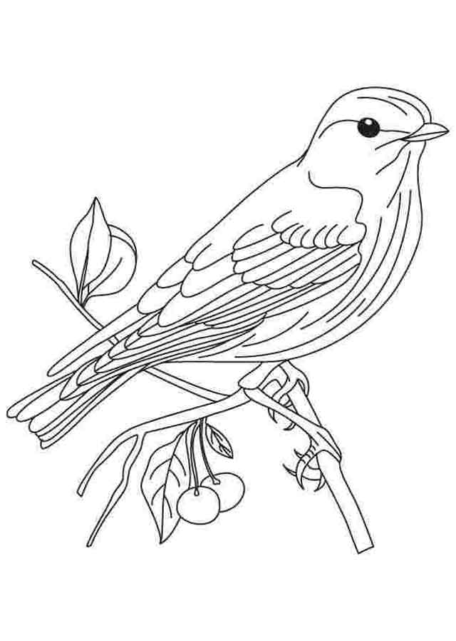 +20 Free Coloring Pages For Kids-Birds 2022