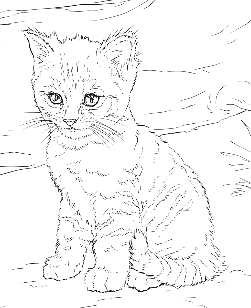 Cool Cat Coloring Pages Realistic Ideas