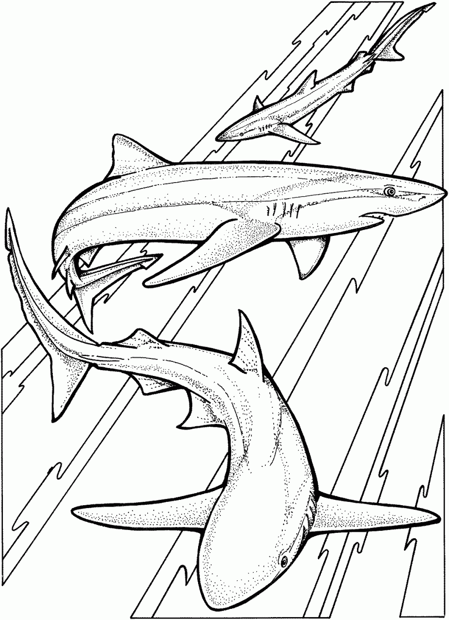 List Of Shark Coloring Pages Printable 2022