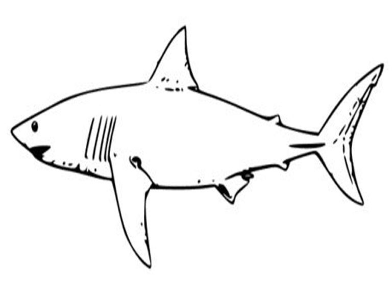 Famous Shark Coloring Pages Printable Ideas