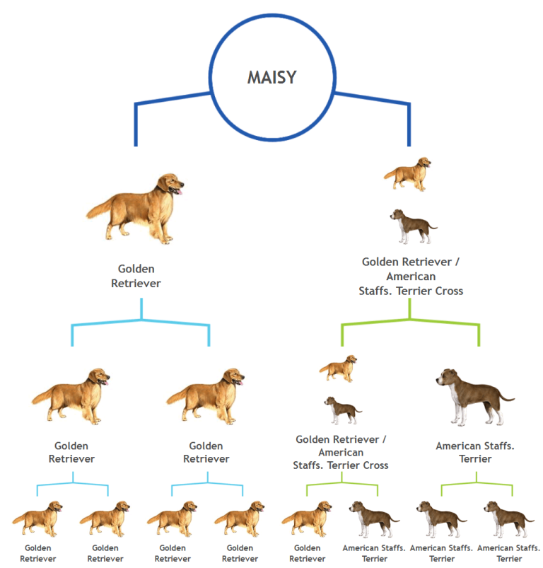 Incredible Dog Colour Dna Explained References