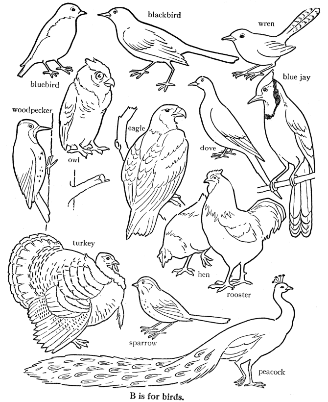 +20 Different Types Of Birds Coloring Pages References
