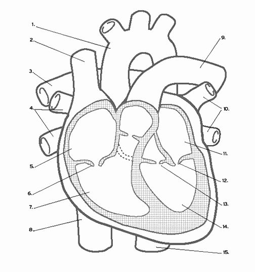 Famous Heart Coloring Page Anatomy 2022