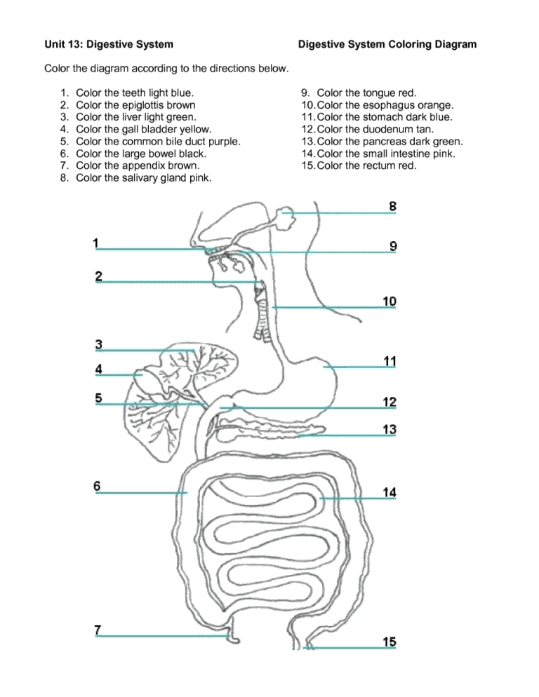 Printable Digestive System Worksheet Pdf