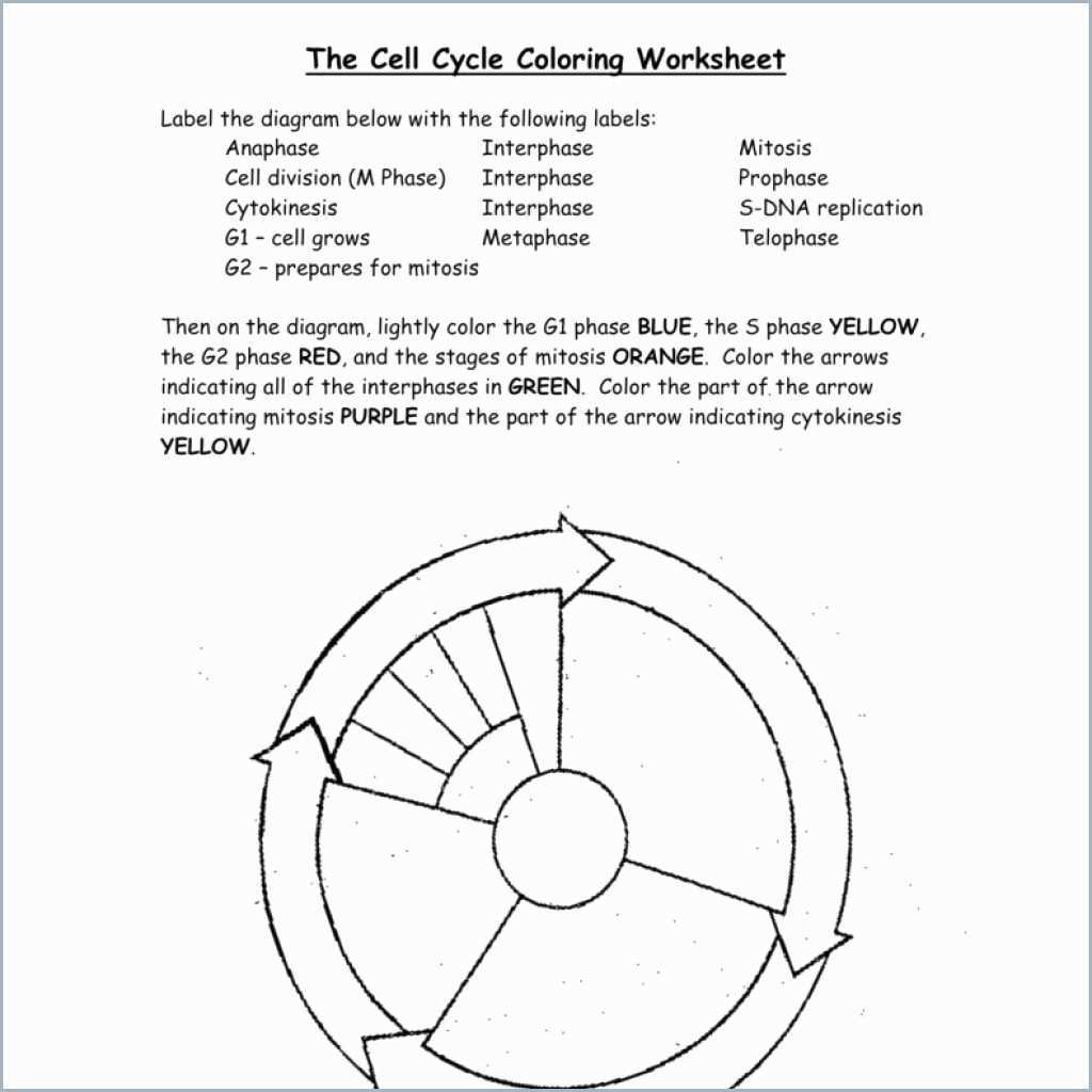 Famous Cell Cycle Coloring Worksheet Answer Key 2022