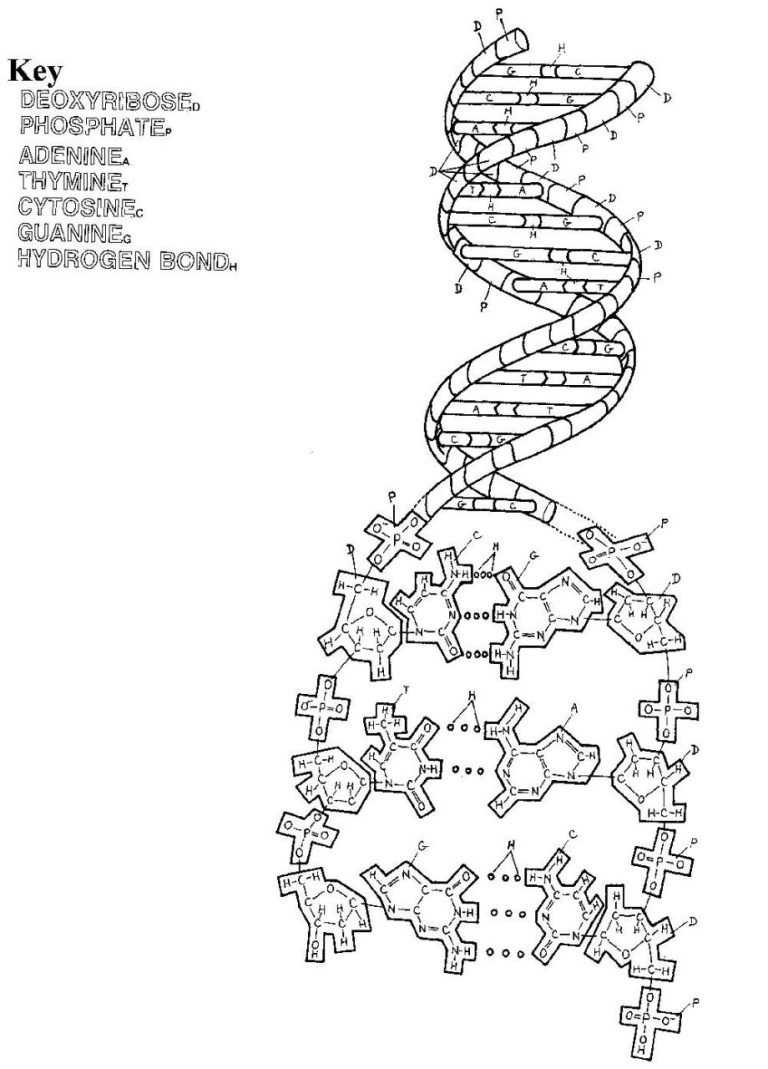 List Of Dna Replication Coloring Worksheet Answers 2022