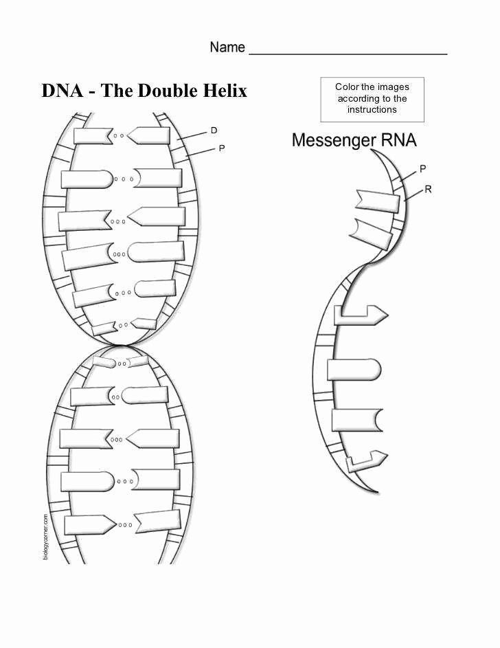 Review Of Dna Coloring Worksheet Pdf Answer Key References