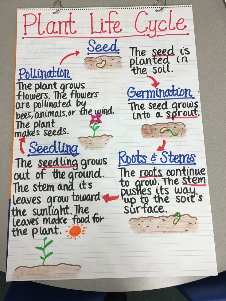 List Of Life Cycle Of A Plant Kindergarten Lesson Plan References