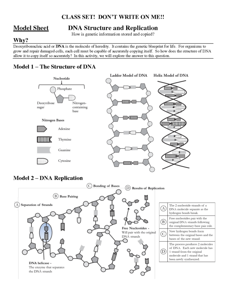The Best Dna Replication Coloring Worksheet Key 2022