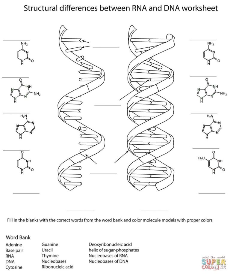 Cool Dna Replication Coloring Worksheet Answer Key 2022