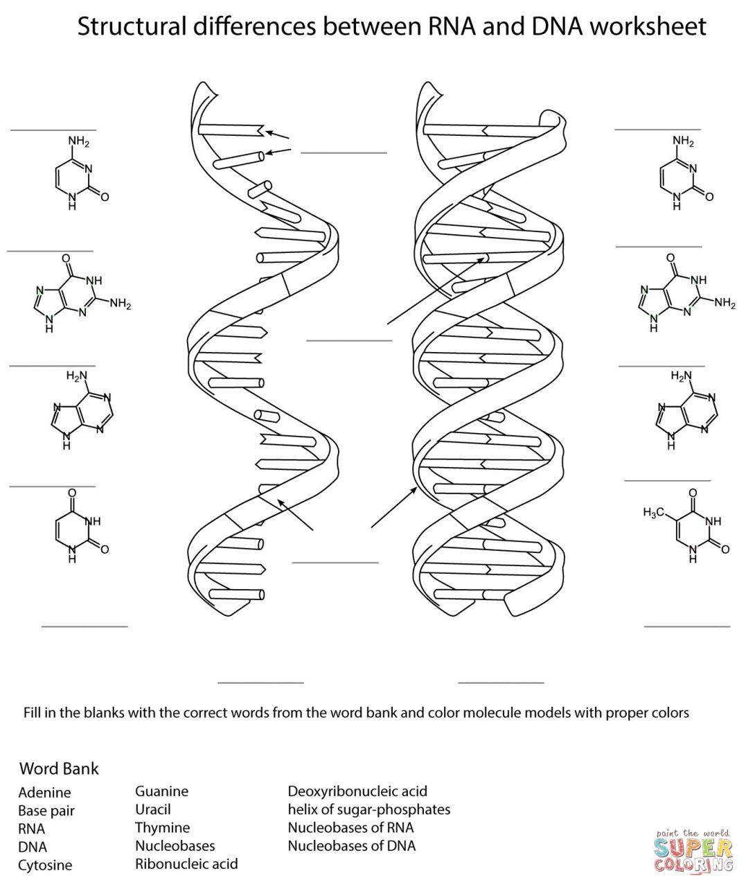 List Of Dna Color Worksheet Answers Ideas