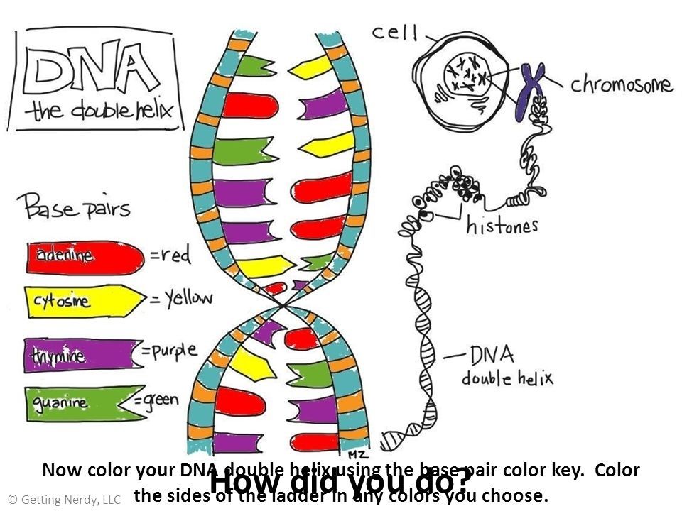 Cool Dna The Double Helix Worksheet Answer Key 2022